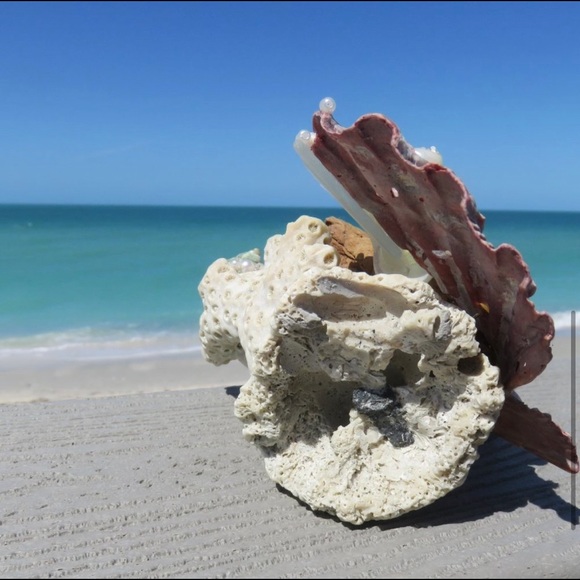 Lion's Paw Driftwood Coral Pearly Beachscape OOAK Handcrafted Coastal Art - Picture 6 of 11